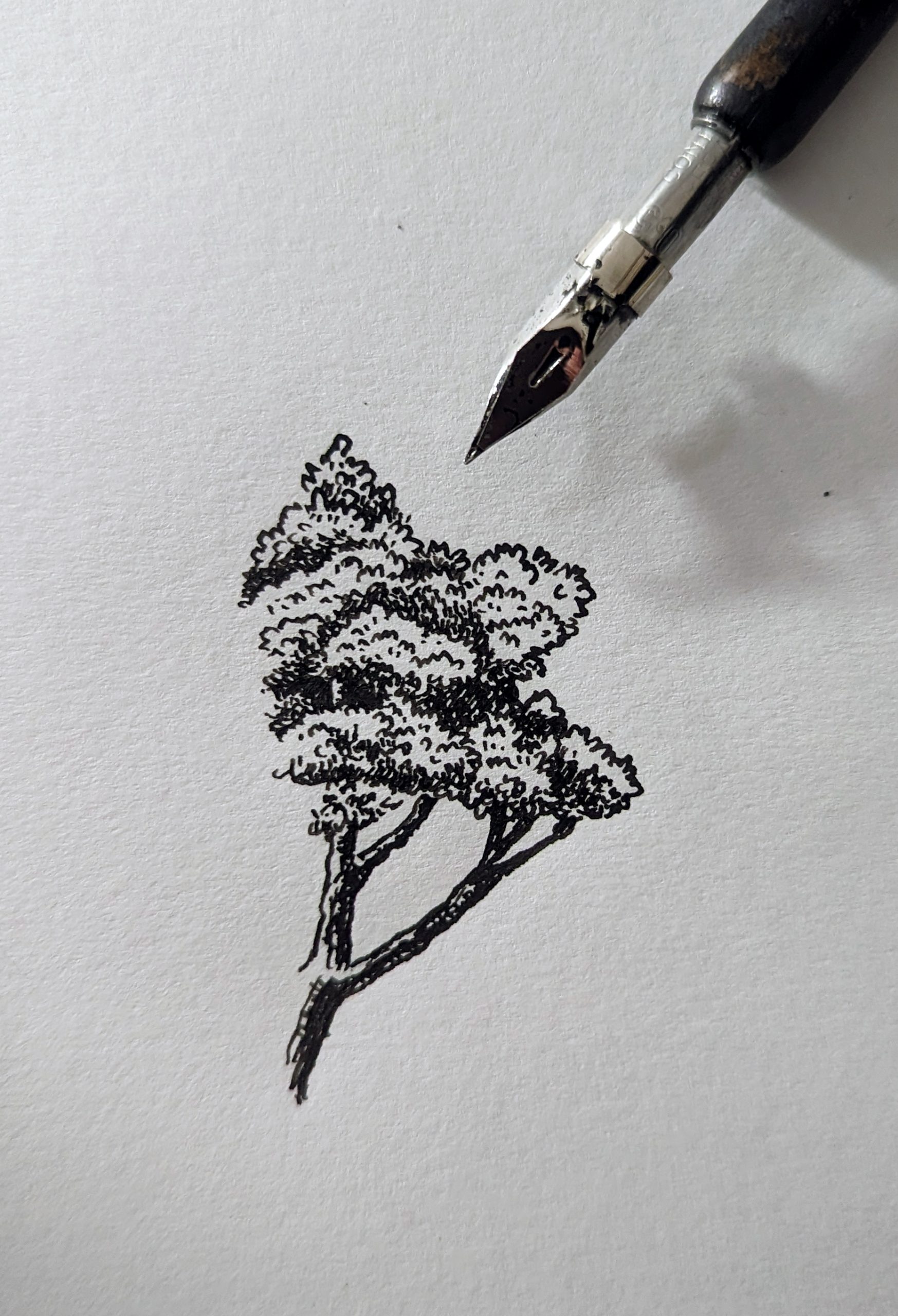 illustration traditionnelle encre et plume